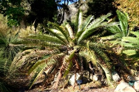 Lepidozamia peroffskyana - Leaning Pine Arboretum - DSC05794