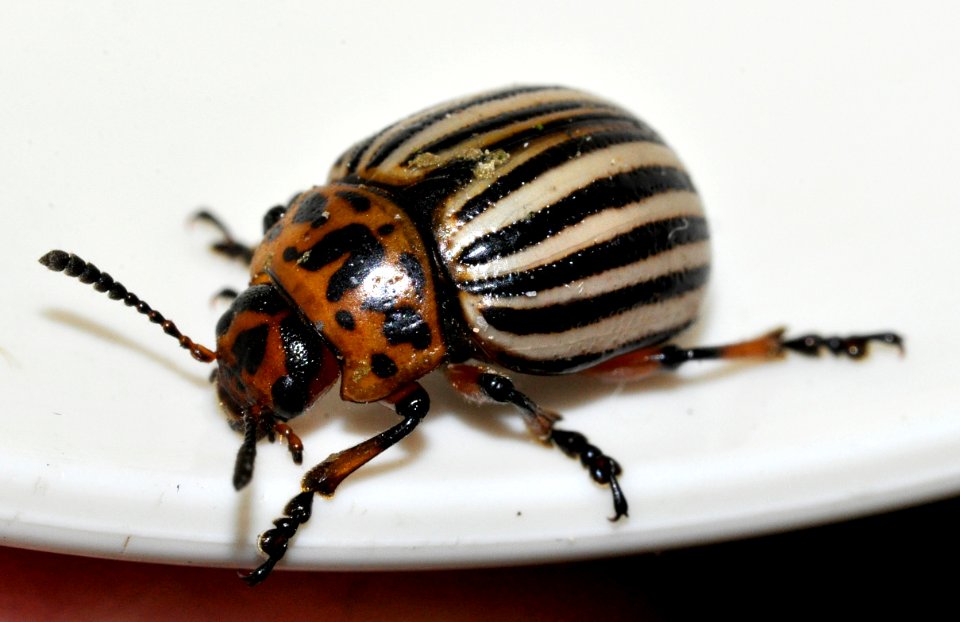 Leptinotarsa-decemlineata-08-fws