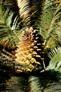 Lepidozamia peroffskyana - Leaning Pine Arboretum - DSC05797