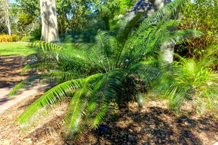 Lepidozamia peroffskyana - Marie Selby Botanical Gardens - Sarasota, Florida - DSC01262