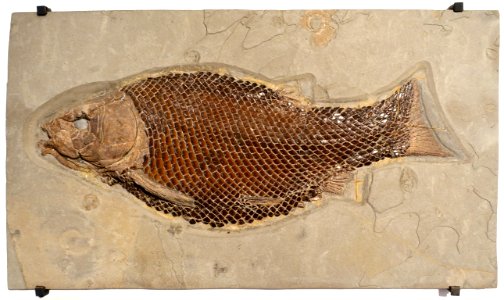 Lepidotes sp. - Naturhistorisches Museum, Braunschweig, Germany - DSC05183