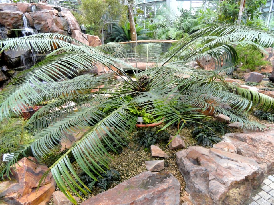 Lepidozamia peroffskyana - Palmengarten Frankfurt - DSC01700