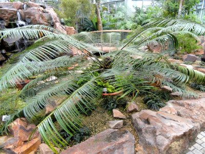 Lepidozamia peroffskyana - Palmengarten Frankfurt - DSC01700