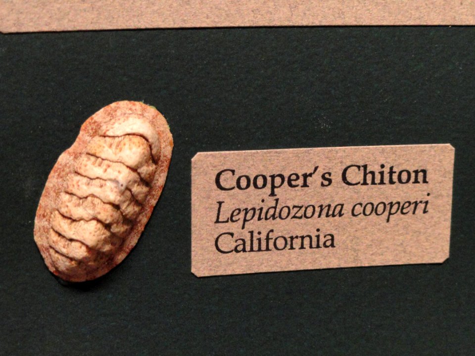 Lepidozona cooperi - Pacific Grove Museum of Natural History - DSC06672