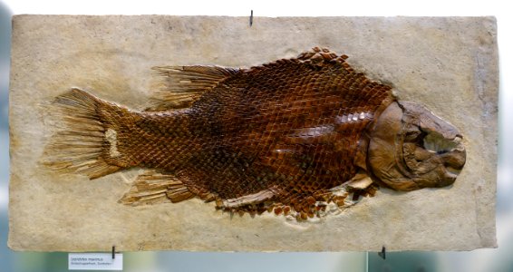 Lepidotes maximus - Museum fur Naturkunde, Berlin - DSC00009