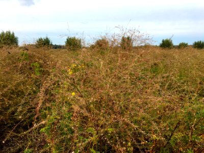 Lepidium graminifolium photo