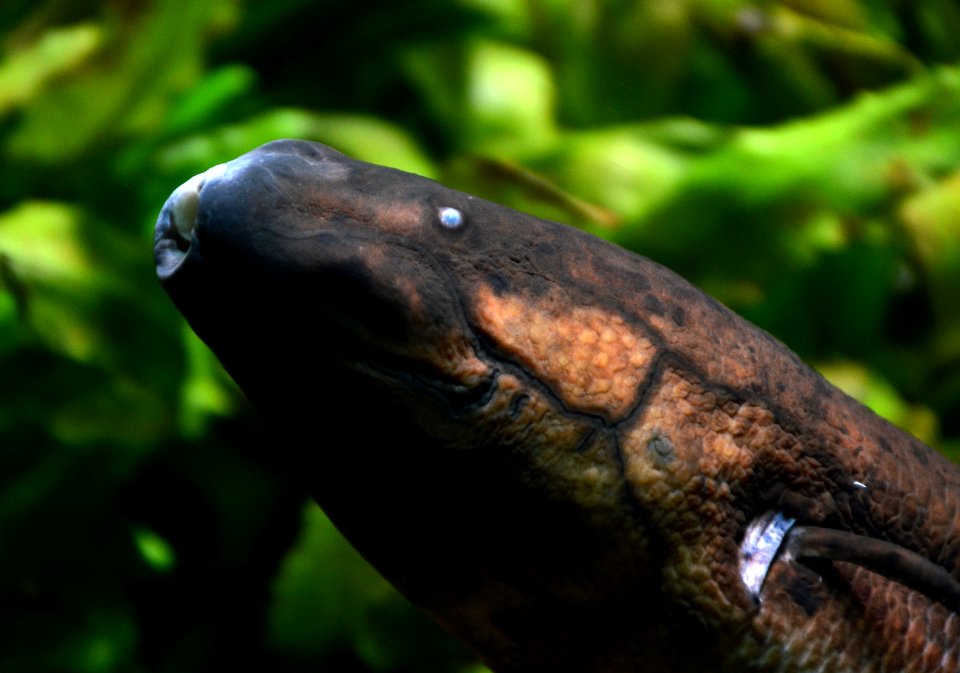 Lepidosiren paradoxa Aquarium tropical du Palais de la Porte Dorée 10042016 3