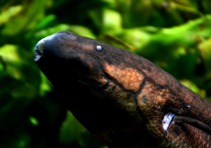 Lepidosiren paradoxa Aquarium tropical du Palais de la Porte Dorée 10042016 3