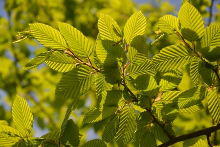 Nature light shrub