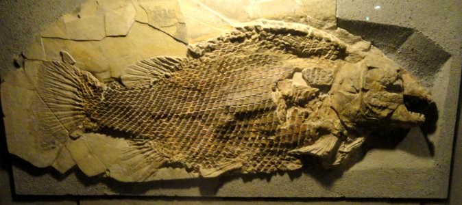 Lepidotes maximus - Naturmuseum Senckenberg - DSC02236