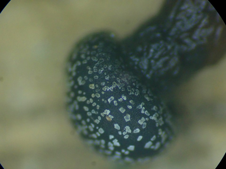 Lepidoderma tigrinum 106991891