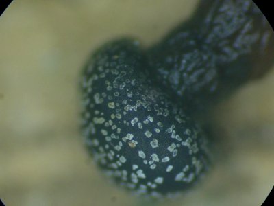 Lepidoderma tigrinum 106991891