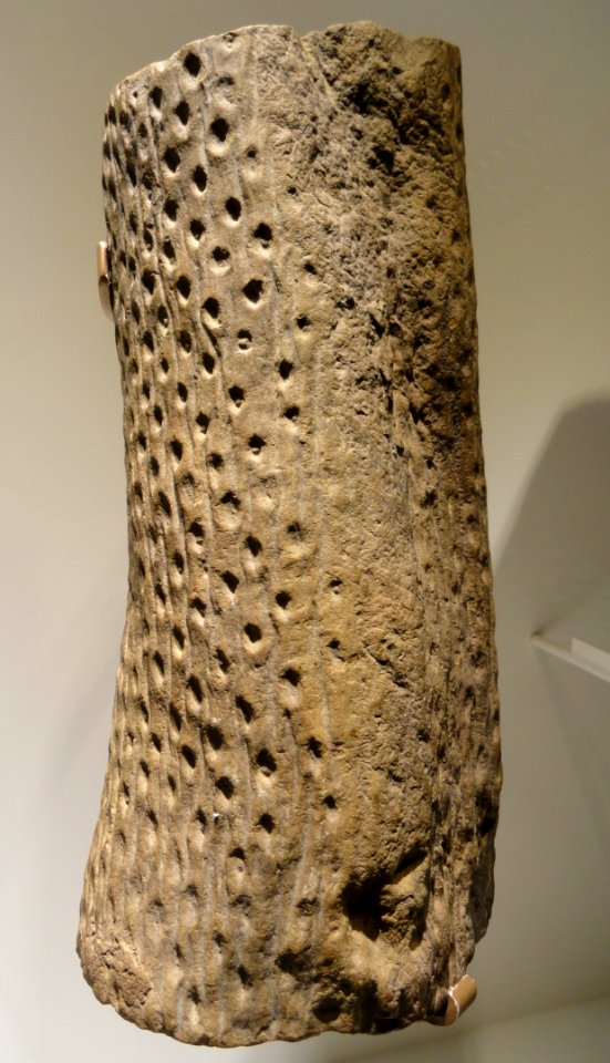 Lepidodendron root, Carboniferous (Pennsylvanian) - Houston Museum of Natural Science - DSC01750