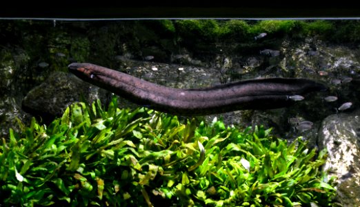 Lepidosiren paradoxa Aquarium tropical du Palais de la Porte Dorée 10042016 1