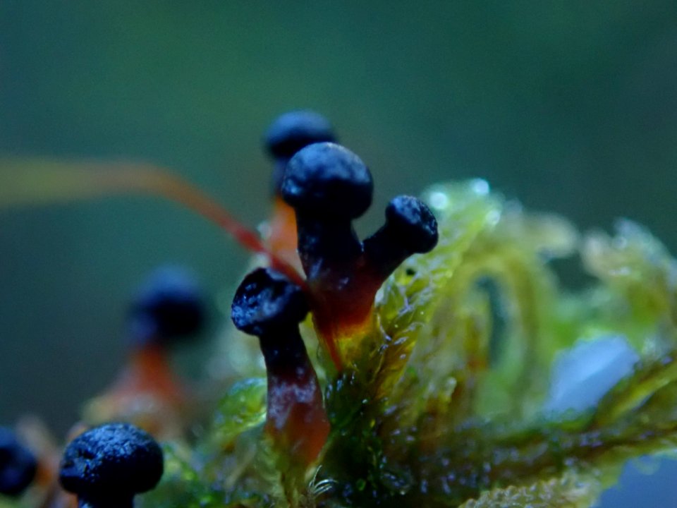Lepidoderma tigrinum 106951034