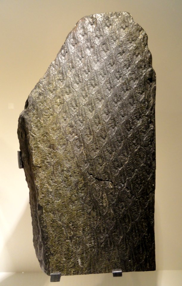 Lepidodendron bark, Carboniferous (Pennsylvanian), Lackawanna County, Pennsylvania, USA - Houston Museum of Natural Science - DSC01753
