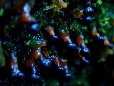 Lepidoderma tigrinum 106951022
