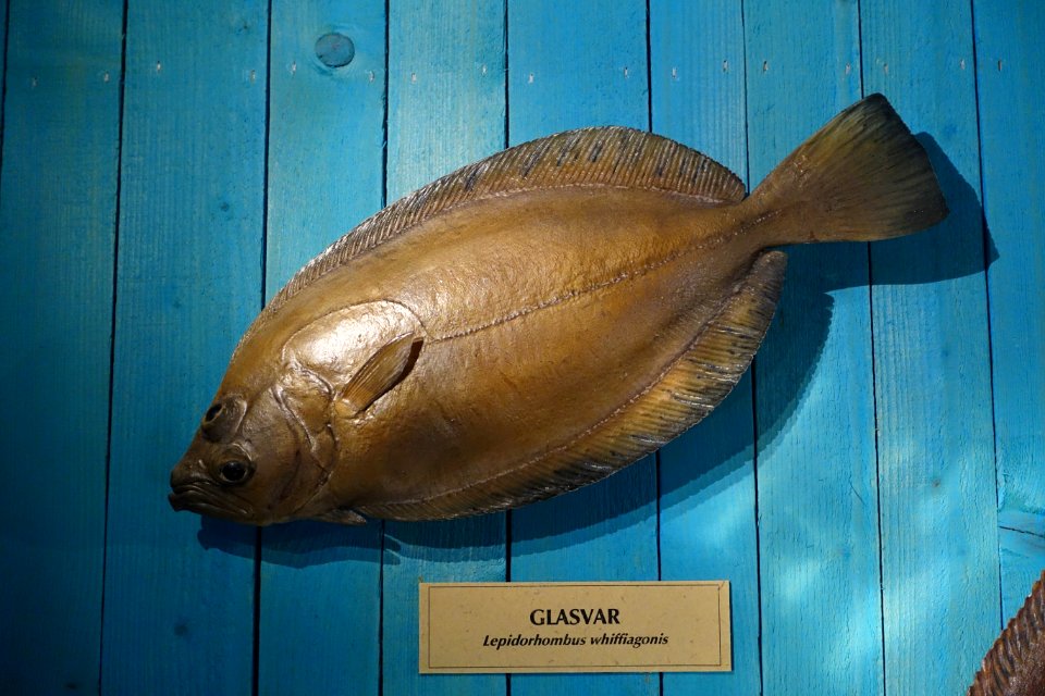 Lepidorhombus whiffiagonis - Swedish Museum of Natural History - Stockholm, Sweden - DSC00580