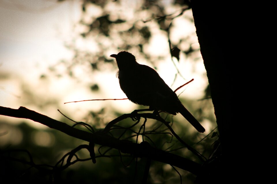 Nature new zealand silhouette