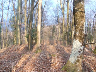 Lemberg pri Šmarju 12