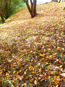 Lejona - Campus de Bizkaia de la UPV-EHU - Arboretum 04