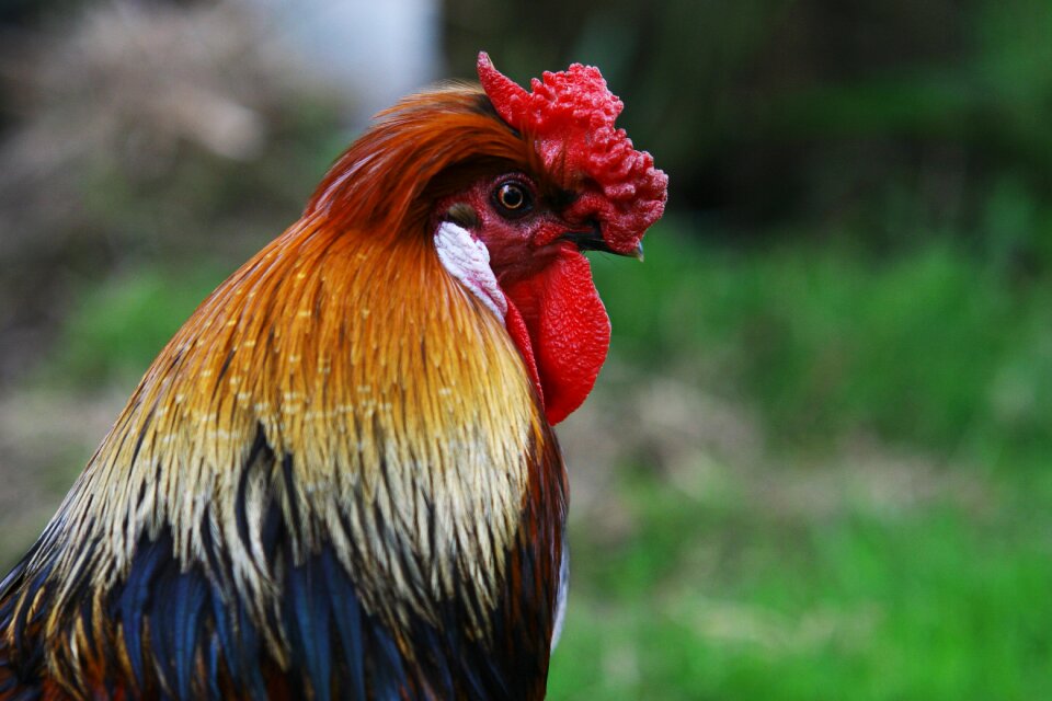 Colourful domestic animal fowl