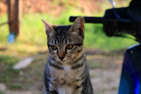 Animals home cat thailand