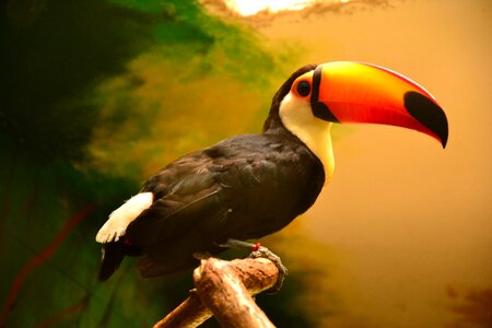 Toucan toucans zoo photo