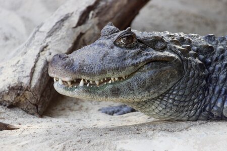 Teeth jaw animal photo