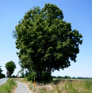 Lemgo - ND Linde an der Lageschen Straße