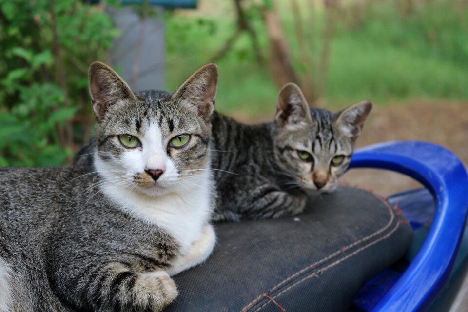 Animals home cat thailand