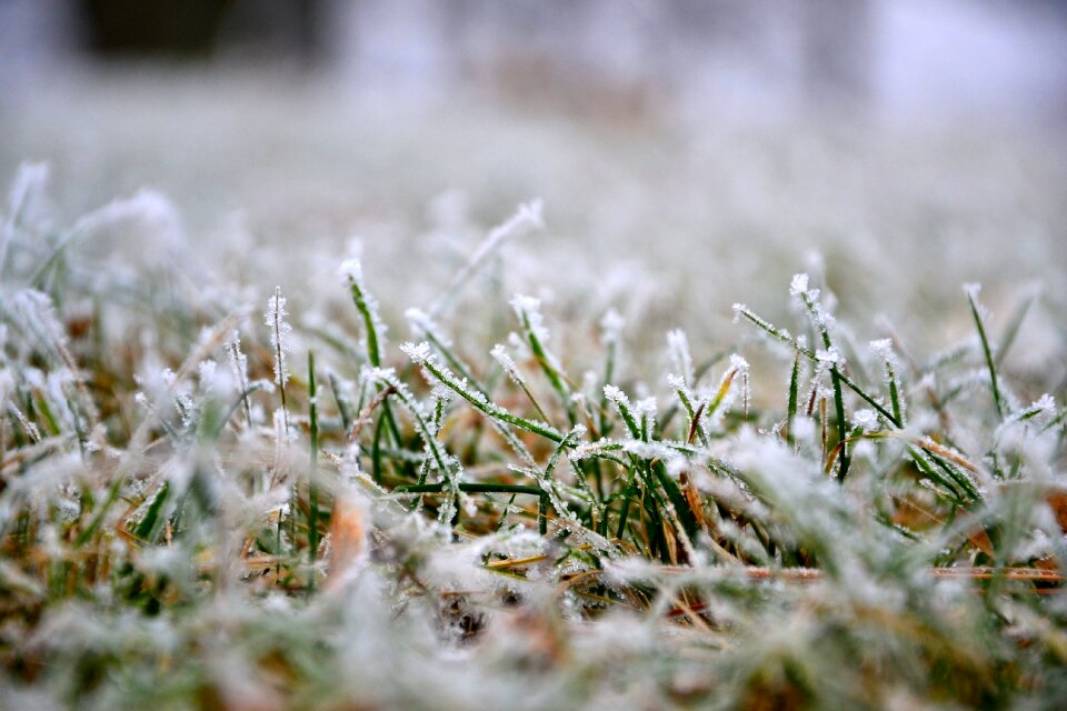 Winter frost nature