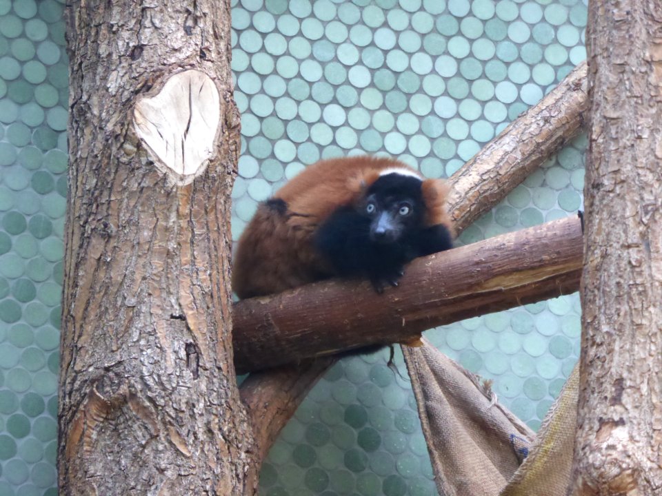 Lemur-variegatus-ruber