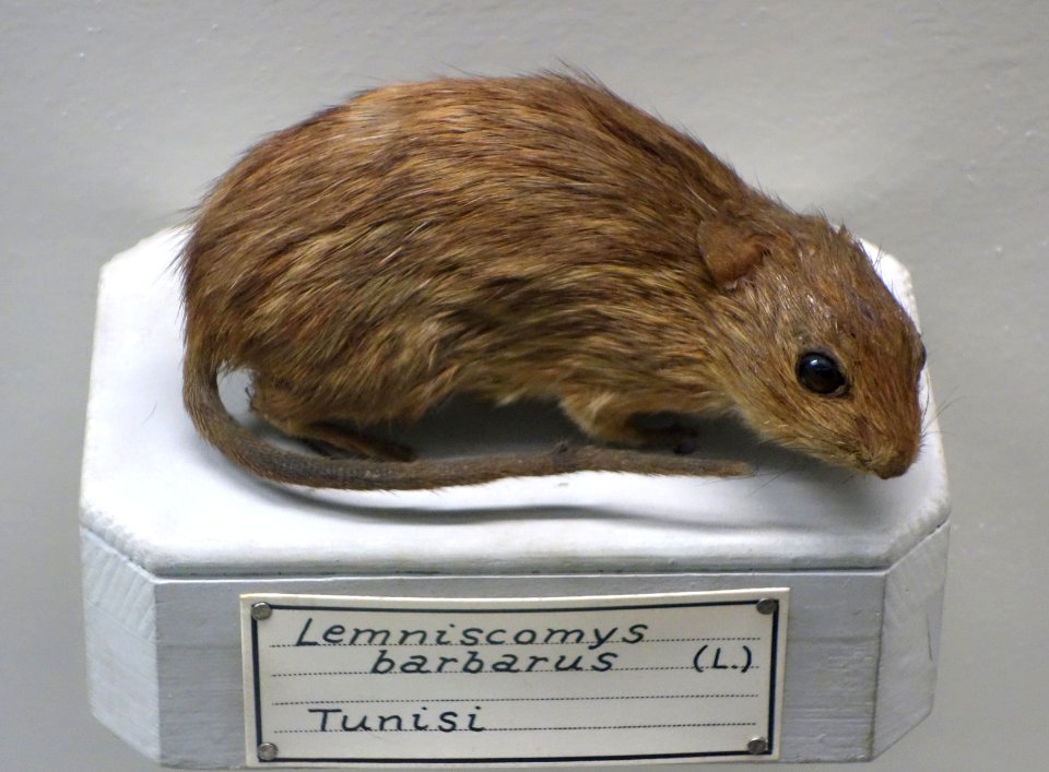 Lemniscomys barbarus - Museo Civico di Storia Naturale Giacomo Doria - Genoa, Italy - DSC02843