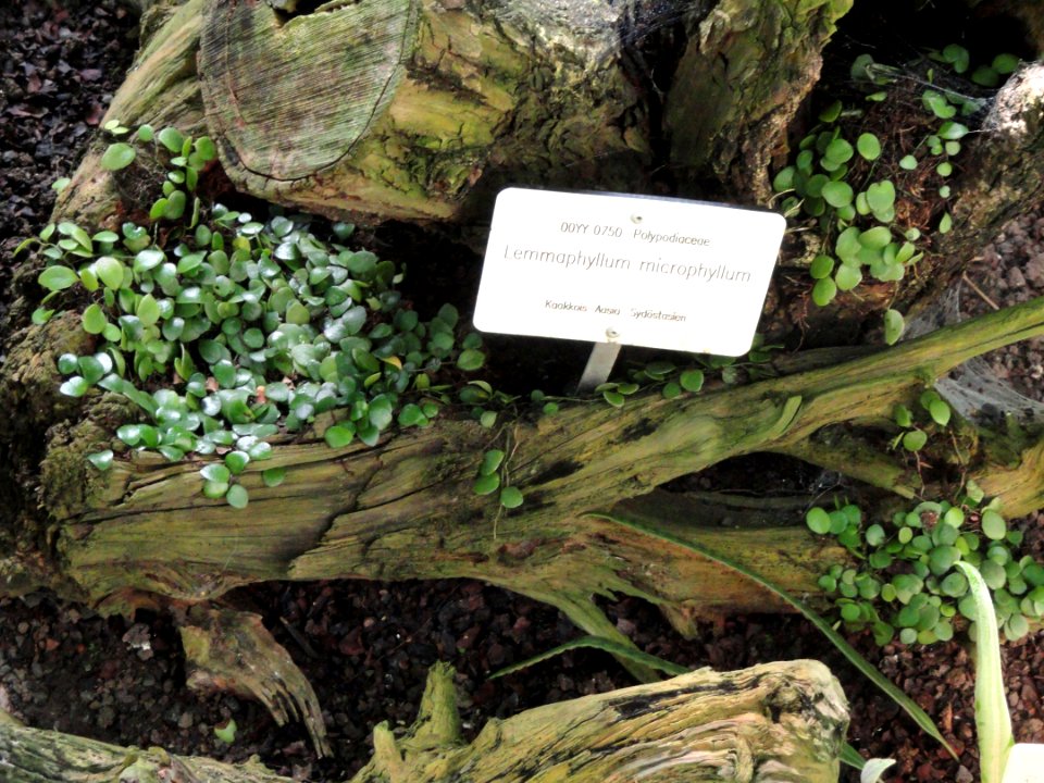 Lemmaphyllum microphyllum - Botanical Garden in Kaisaniemi, Helsinki - DSC03636