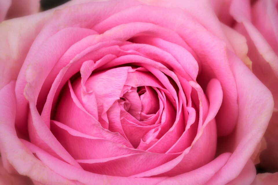 Rose macro rosaceae