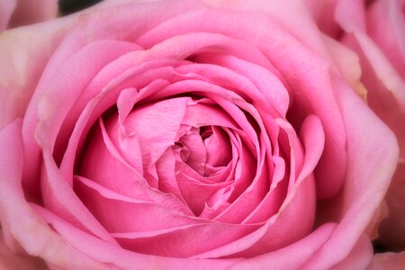 Rose macro rosaceae