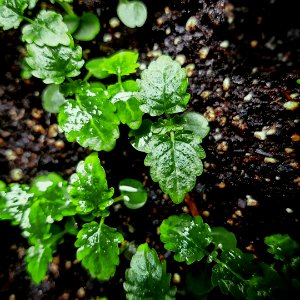 Lemonbalm (153366451)