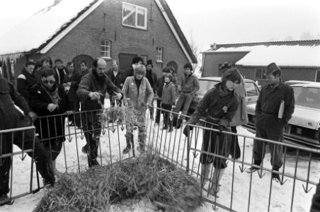 Lekker Dier in aktie tegen het houden van kistkalveren (+ Opdracht). Leden Lek, Bestanddeelnr 931-8800
