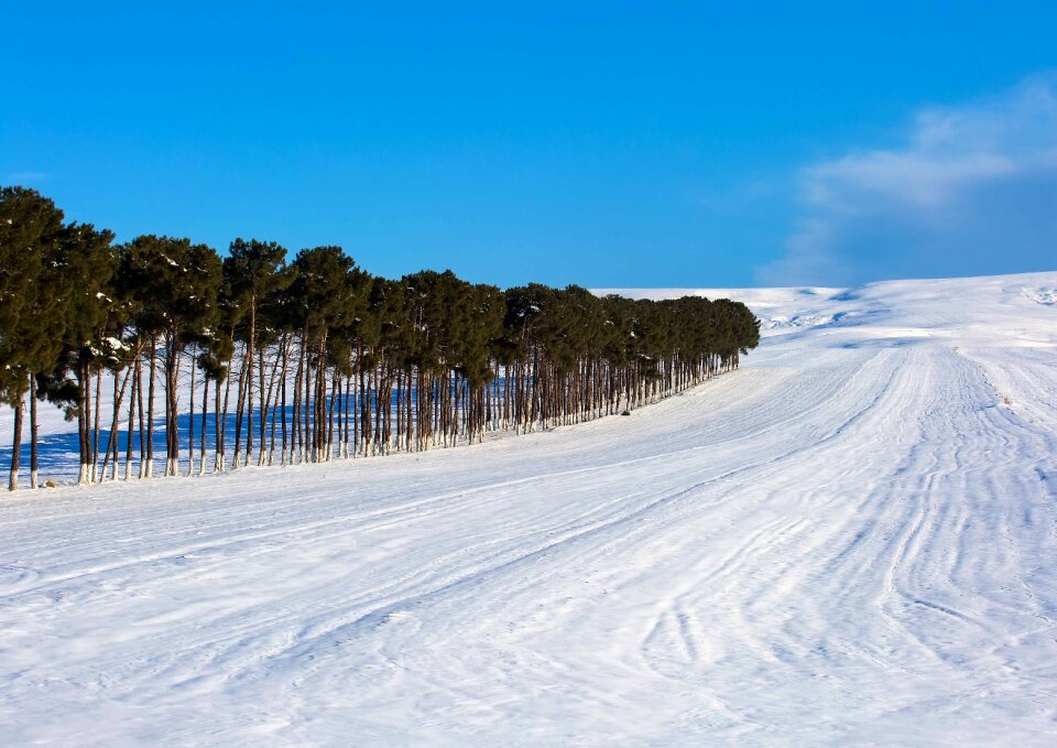 Road countryside forest