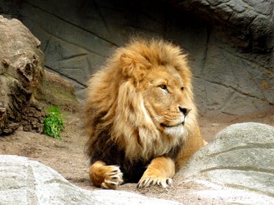Lion's mane mammal wildcat photo