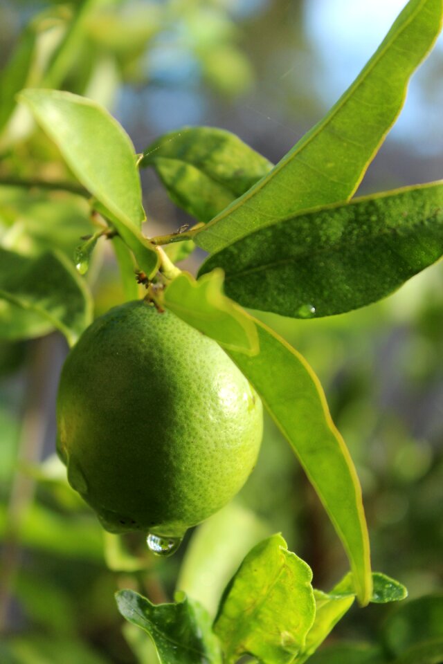 Plant ripe fresh