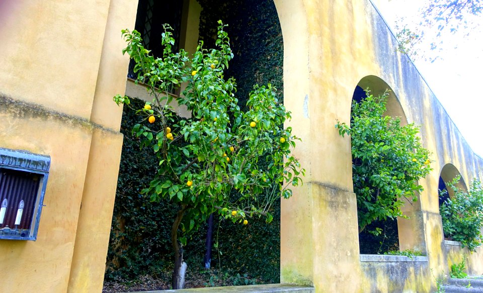 Lemon trees against house - Torrecchia Vecchia - Cisterna di Latina, Italy - DSC03273