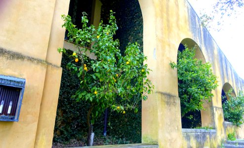 Lemon trees against house - Torrecchia Vecchia - Cisterna di Latina, Italy - DSC03273