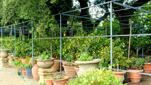 Lemon trees - Castello Ruspoli - Vignanello, Italy - DSC02795