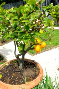 Lemon tree - Casino della Meridiana, Carlo Rainaldi, 1688 - Galleria Borghese - Rome, Italy - DSC04835