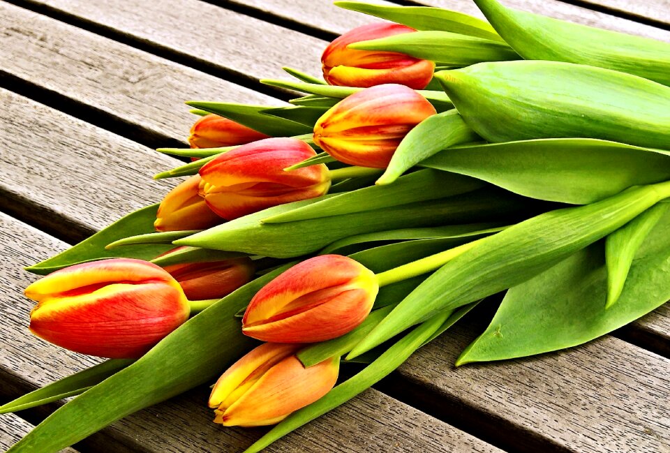 Lilies cut flowers beautiful