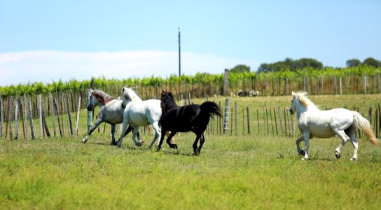 Les chevaux au galop sur les prés