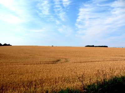 Les champs en Mecklemburg
