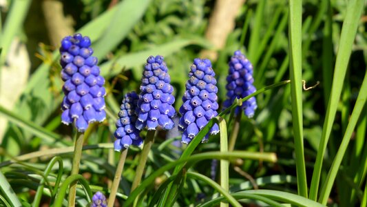 Nature garden blue photo